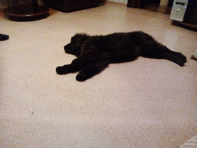 Фото: ньюфаундленд Фиаметтахауз Цикнеус (Fiamettahauz Tsikneus)