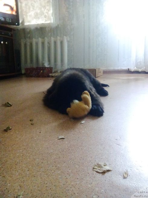 Фото: ньюфаундленд Фиаметтахауз Цикнеус (Fiamettahauz Tsikneus)