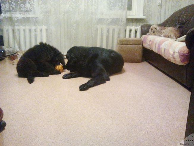 Фото: ньюфаундленд Фиаметтахауз Цикнеус (Fiamettahauz Tsikneus), Зара и Бета