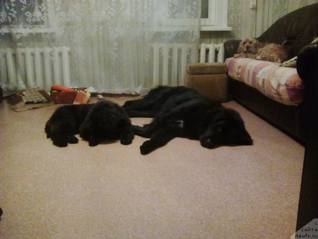 Фото: ньюфаундленд Фиаметтахауз Цикнеус (Fiamettahauz Tsikneus), Зара и Бета