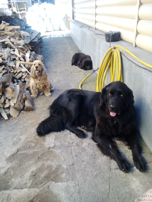 Фото: ньюфаундленд Фиаметтахауз Цикнеус (Fiamettahauz Tsikneus)