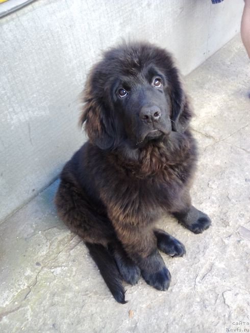 Фото: ньюфаундленд Фиаметтахауз Цикнеус (Fiamettahauz Tsikneus)