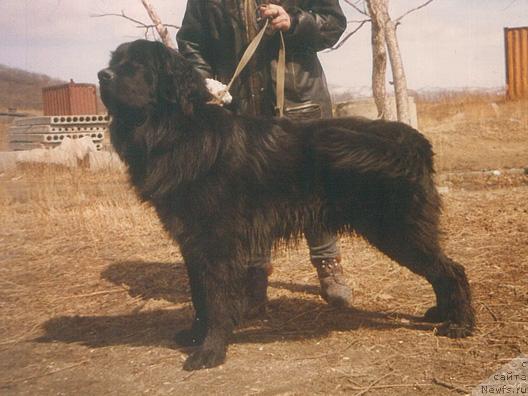 Фото: ньюфаундленд Харитон