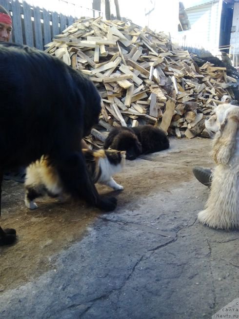 Фото: ньюфаундленд Фиаметтахауз Цикнеус (Fiamettahauz Tsikneus), Зара, Боня, Чупа