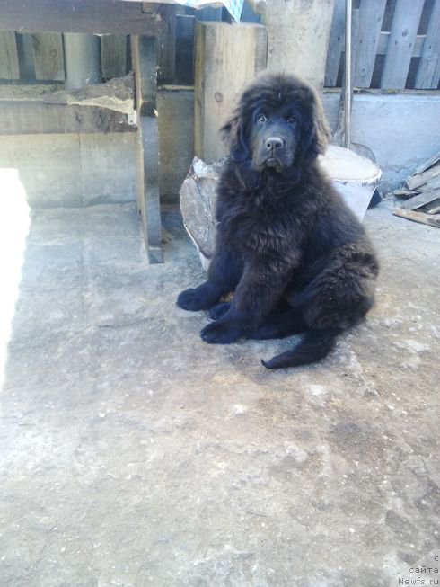 Фото: ньюфаундленд Фиаметтахауз Цикнеус (Fiamettahauz Tsikneus)