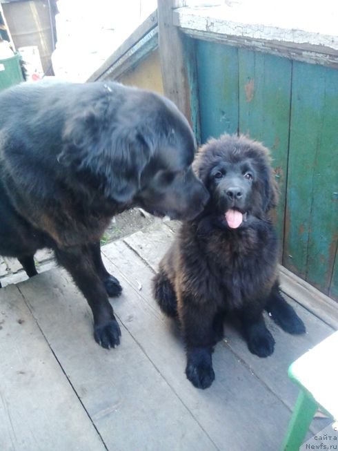 Фото: ньюфаундленд Фиаметтахауз Цикнеус (Fiamettahauz Tsikneus), Зара