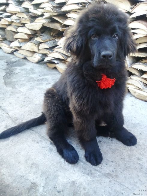 Фото: ньюфаундленд Фиаметтахауз Цикнеус (Fiamettahauz Tsikneus)