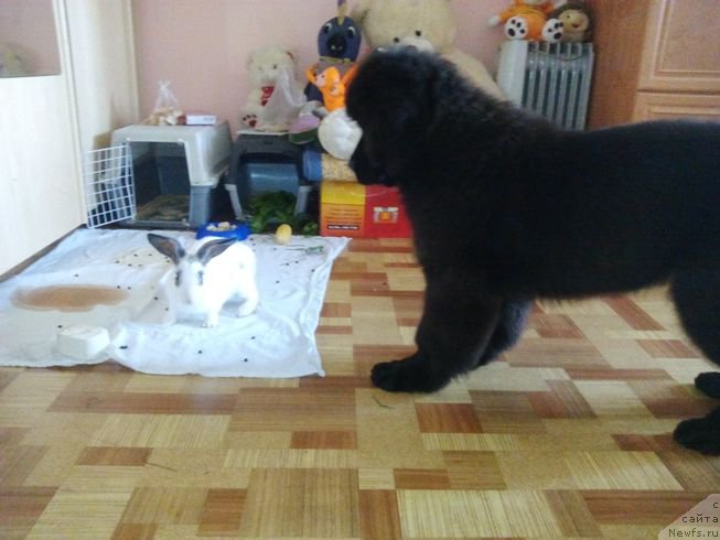 Фото: ньюфаундленд Фиаметтахауз Цикнеус (Fiamettahauz Tsikneus)