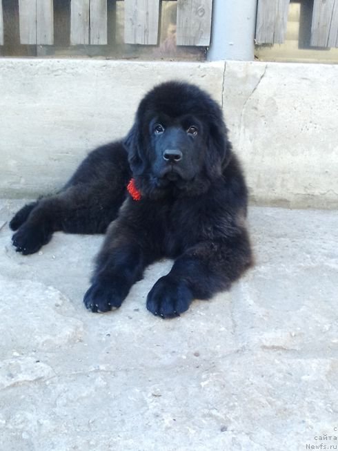 Фото: ньюфаундленд Фиаметтахауз Цикнеус (Fiamettahauz Tsikneus)