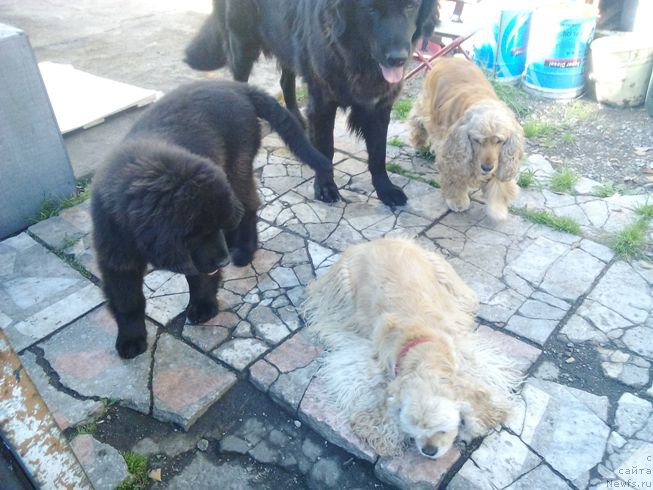 Фото: ньюфаундленд Фиаметтахауз Цикнеус (Fiamettahauz Tsikneus), Зара, Бета, Боня