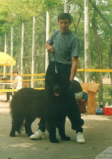 Фото: ньюфаундленд Элтон Разит Хорн