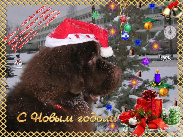 Фото: ньюфаундленд Do Sing With Deejay de L'Etoile de Cyrice