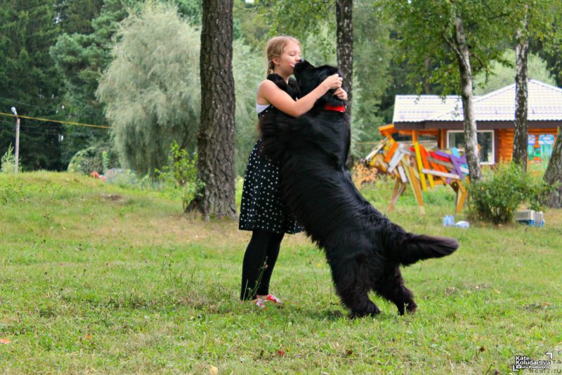 Фото: ньюфаундленд Донатс Прайд Бэт Мидлер