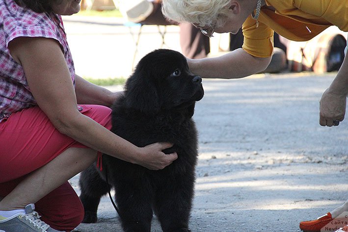 Фото: ньюфаундленд Илария с Берега Дона (Ilarya s Berega Dona)