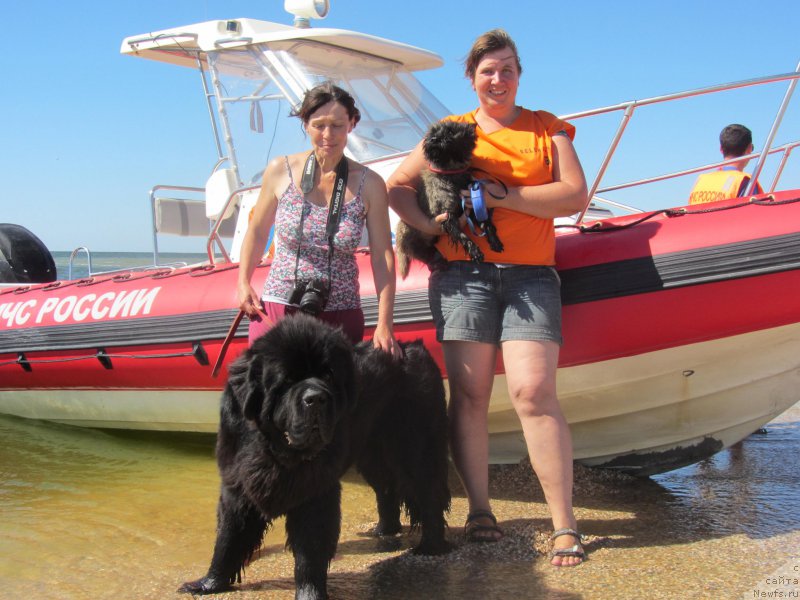 Фото: ньюфаундленд Черная Мафия Шорт анд Свеет (Chernaya Mafia Short and Sweet)