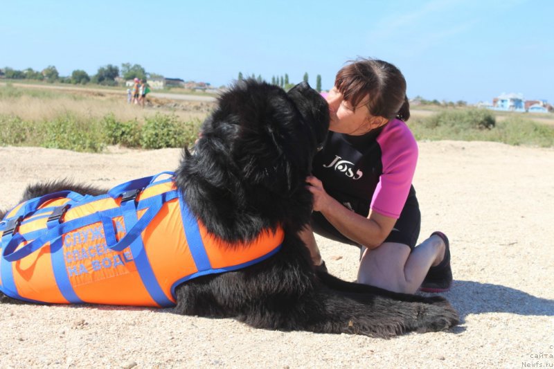 Фото: ньюфаундленд Черная Мафия Шорт анд Свеет (Chernaya Mafia Short and Sweet)