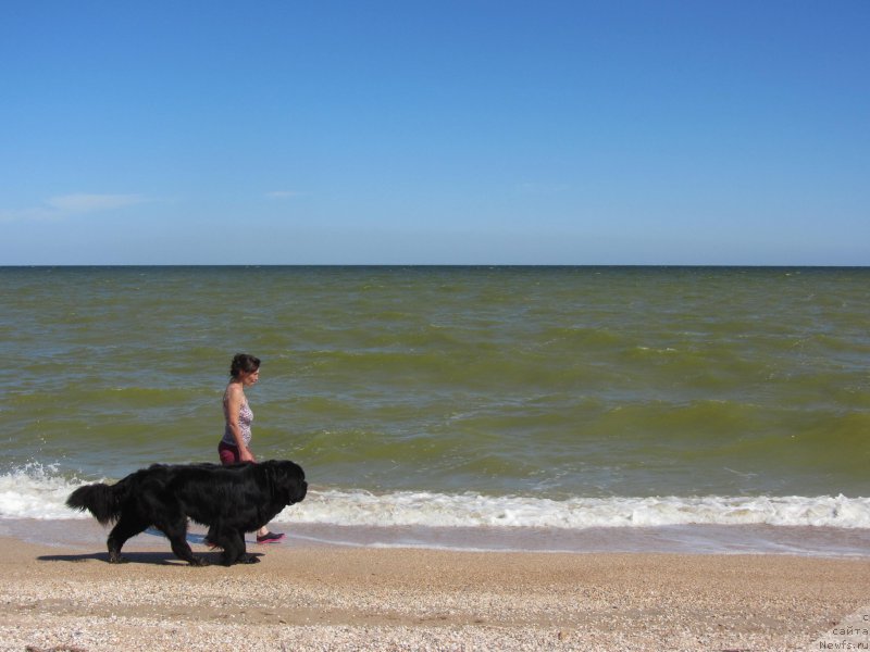 Фото: ньюфаундленд Черная Мафия Шорт анд Свеет (Chernaya Mafia Short and Sweet)