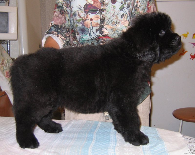 Фото: ньюфаундленд Цезарь Центурион из Племени Кедра