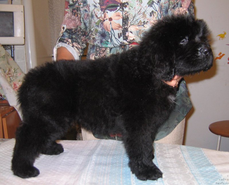 Фото: ньюфаундленд Цедер Магнус из Племени Кедра