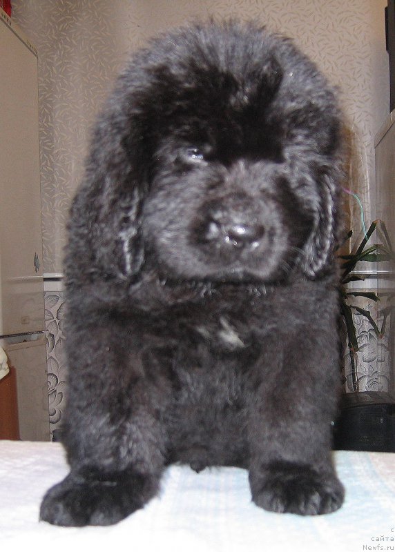 Фото: ньюфаундленд Цедер Магнус из Племени Кедра