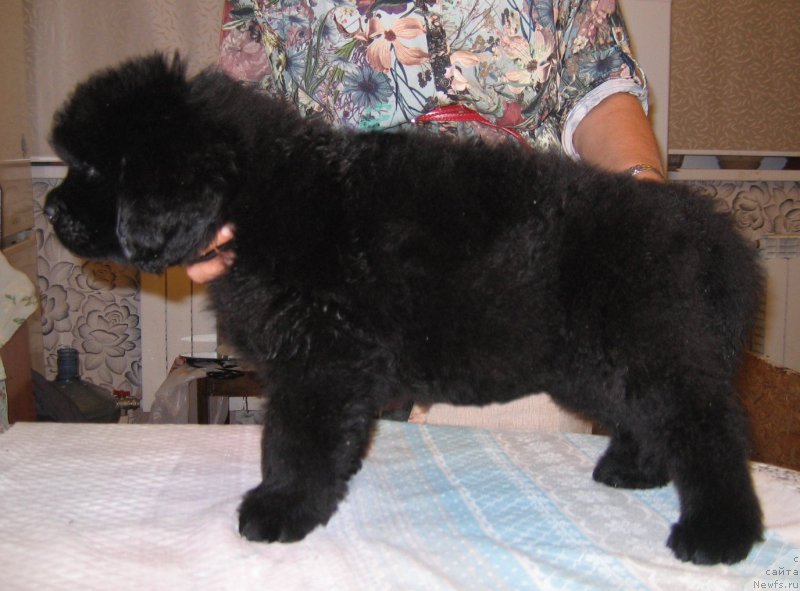 Фото: ньюфаундленд Цефей из Племени Кедра