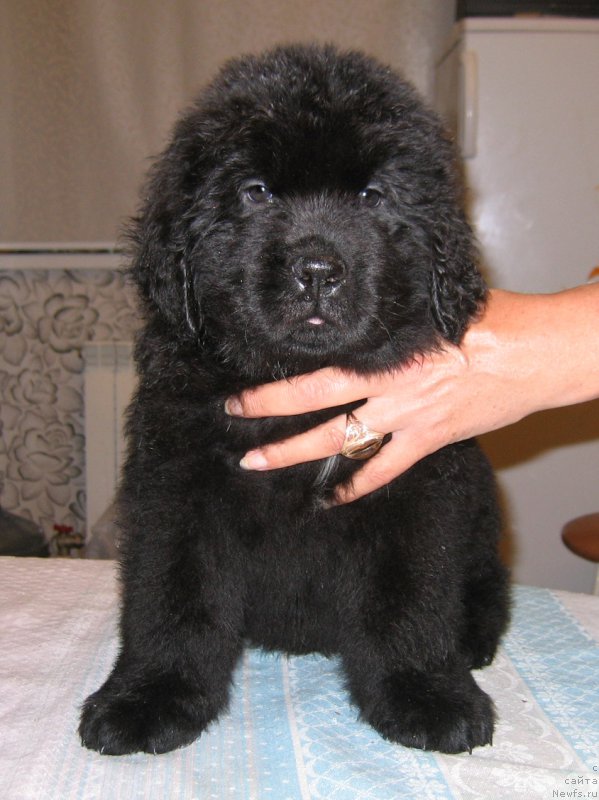 Фото: ньюфаундленд Цефей из Племени Кедра