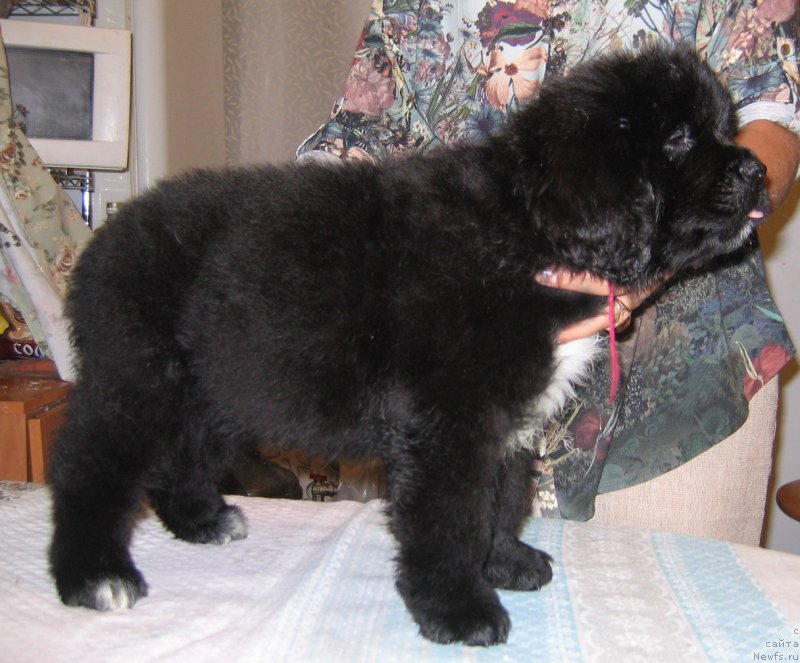 Фото: ньюфаундленд Царица Ночи из Племени Кедра (Tsaritsa Nochi iz Plemeni Kedra)