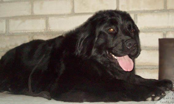 Фото: ньюфаундленд Прекрасная Незнакомка