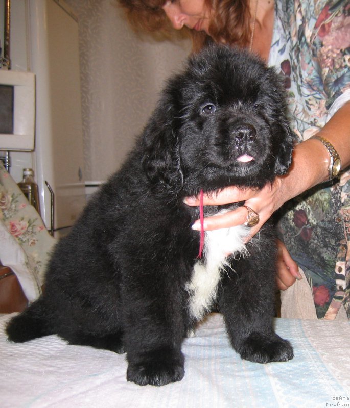 Фото: ньюфаундленд Царица Ночи из Племени Кедра (Tsaritsa Nochi iz Plemeni Kedra)