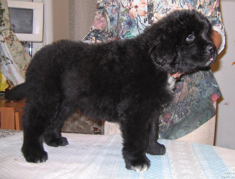 Фото: ньюфаундленд Царская Награда из Племени Кедра