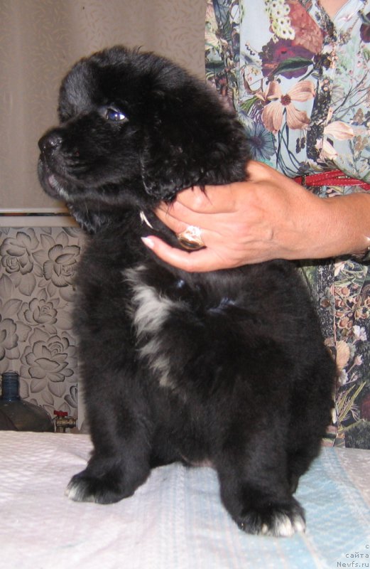 Фото: ньюфаундленд Царская Награда из Племени Кедра