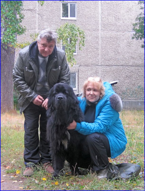 Фото: ньюфаундленд Супер Бизон Норберто, Георгий, Таня