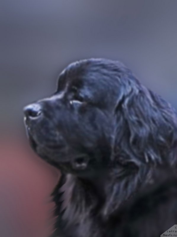 Фотография № 213814