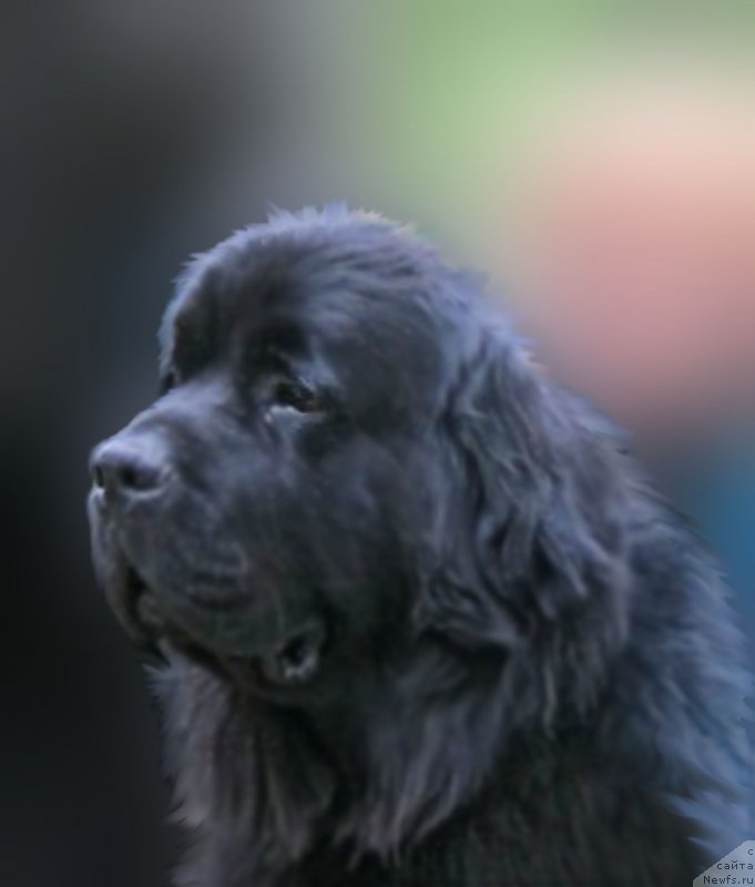 Фотография № 213815