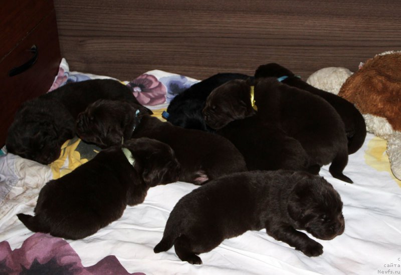 Фото: ньюфаундленд Мерседес Вялiкi Мядзведзь (Mercedes Vialiki Miadzvedz)