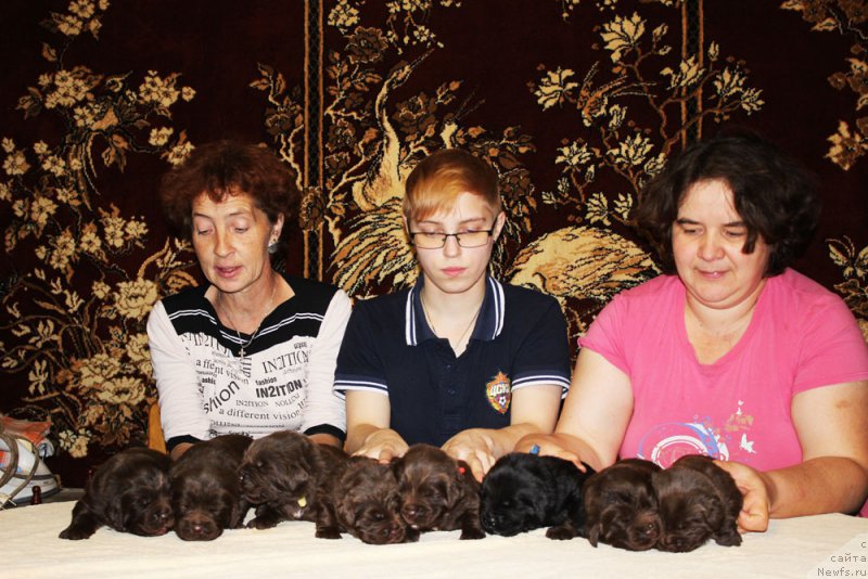 Фото: ньюфаундленд Мерседес Вялiкi Мядзведзь (Mercedes Vialiki Miadzvedz)