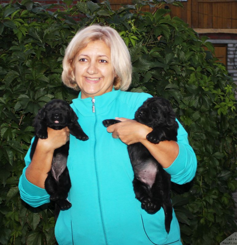 Фото: ньюфаундленд Купава Красавица Водяная Лилия, ньюфаундленд Куприян Крепыш Великий Медведь