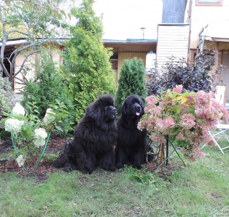 Фото: ньюфаундленд Skippers Only You for Smigar, ньюфаундленд Love Inside Your Soul Moon Bear