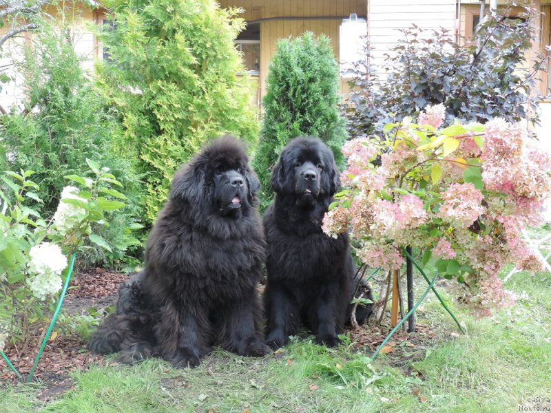 Фото: ньюфаундленд Skippers Only You for Smigar, ньюфаундленд Love Inside Your Soul Moon Bear