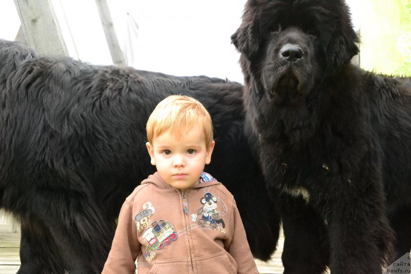 Фото: ньюфаундленд Талисман Моря Ла-Валетта