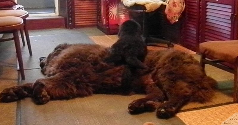 Фото: ньюфаундленд Супер Премиум Бест Бэлжен Ригардс (Super Premium Best Belzhen Regards), ньюфаундленд Zhdanny Syn Vialiki Miadzvedz