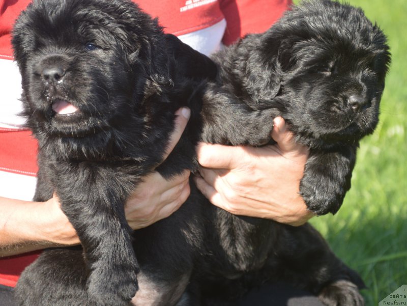 Фото: ньюфаундленд С'Нежная Вьюга Венто Ди Фиори (S'Nezhnaya Vjuga Vento Di Fiori), ньюфаундленд С'Нежная Вьюга Вивара Верди (S'Nezhnaya Vjuga Vivara Verdi)