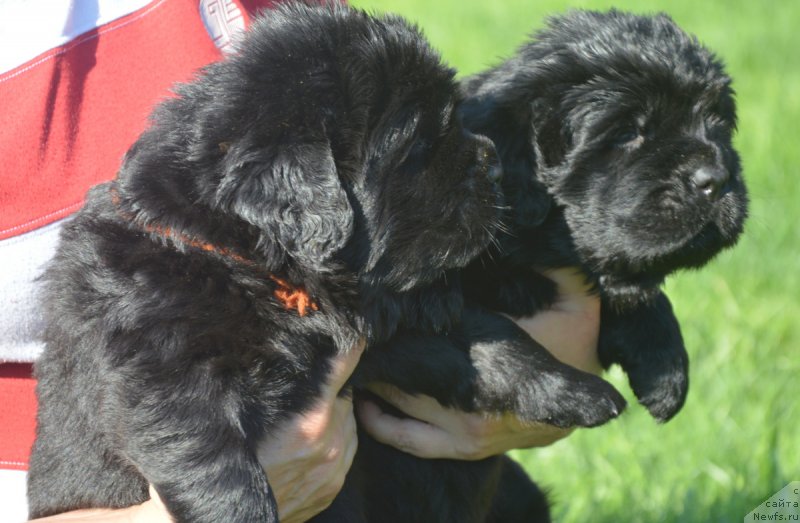 Фото: ньюфаундленд С'Нежная Вьюга Венто Ди Фиори (S'Nezhnaya Vjuga Vento Di Fiori), ньюфаундленд С'Нежная Вьюга Вивара Верди (S'Nezhnaya Vjuga Vivara Verdi)