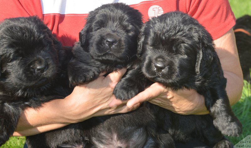 Фотография № 213838