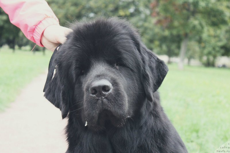 Фотография № 213843