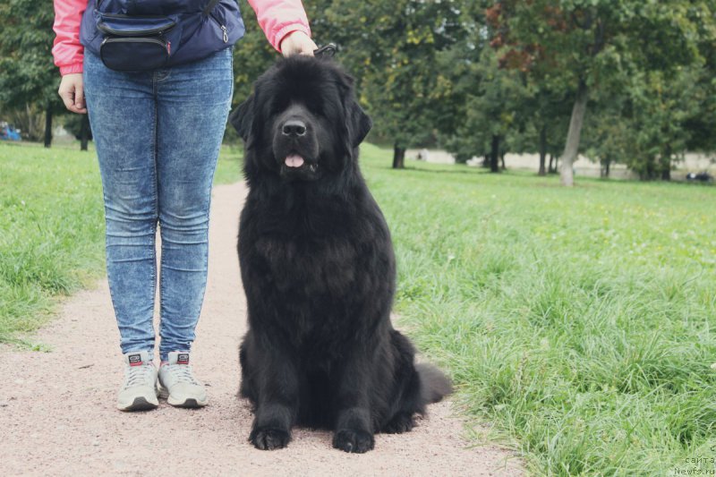 Фото: ньюфаундленд Лепесток Лилии