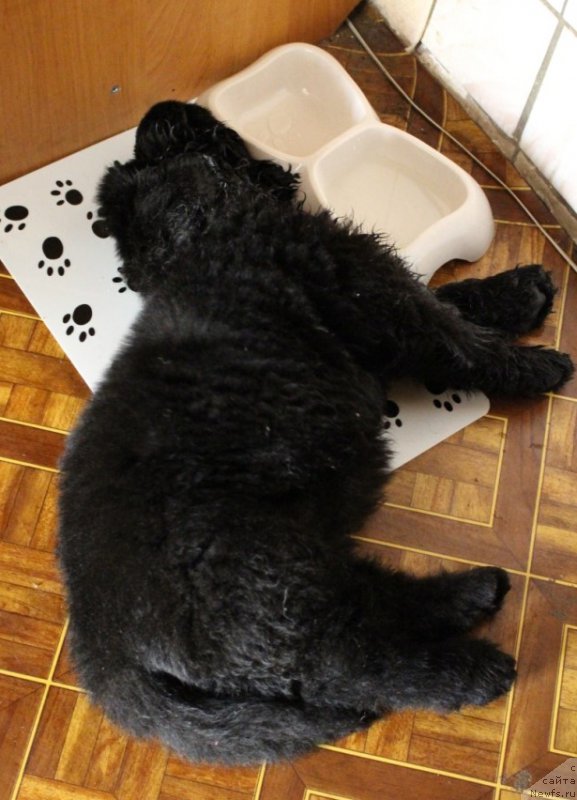 Фото: ньюфаундленд Цезарь Центурион из Племени Кедра