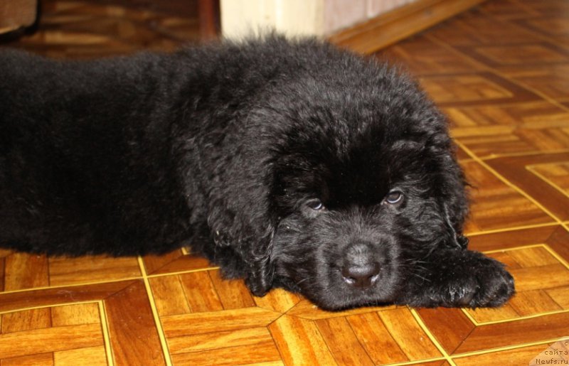 Фото: ньюфаундленд Цезарь Центурион из Племени Кедра