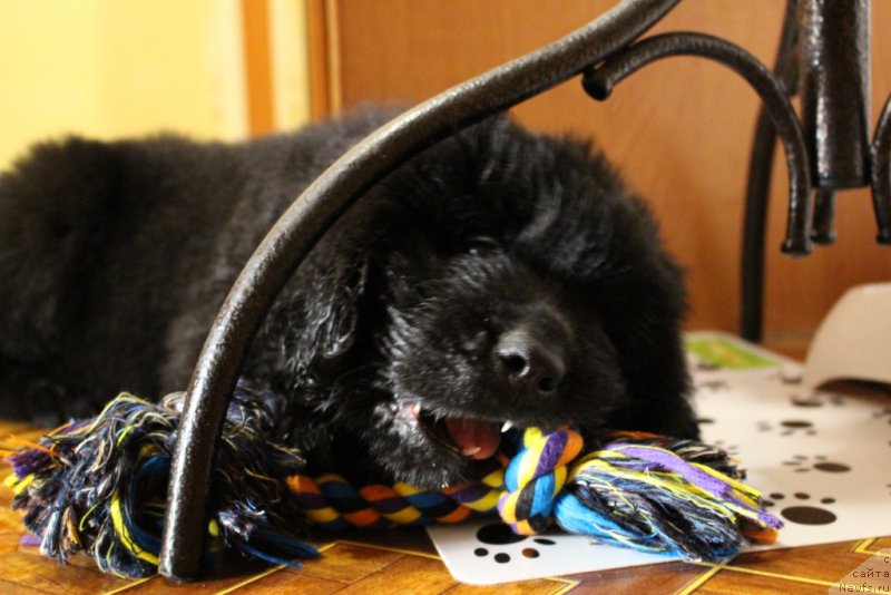 Фото: ньюфаундленд Цезарь Центурион из Племени Кедра