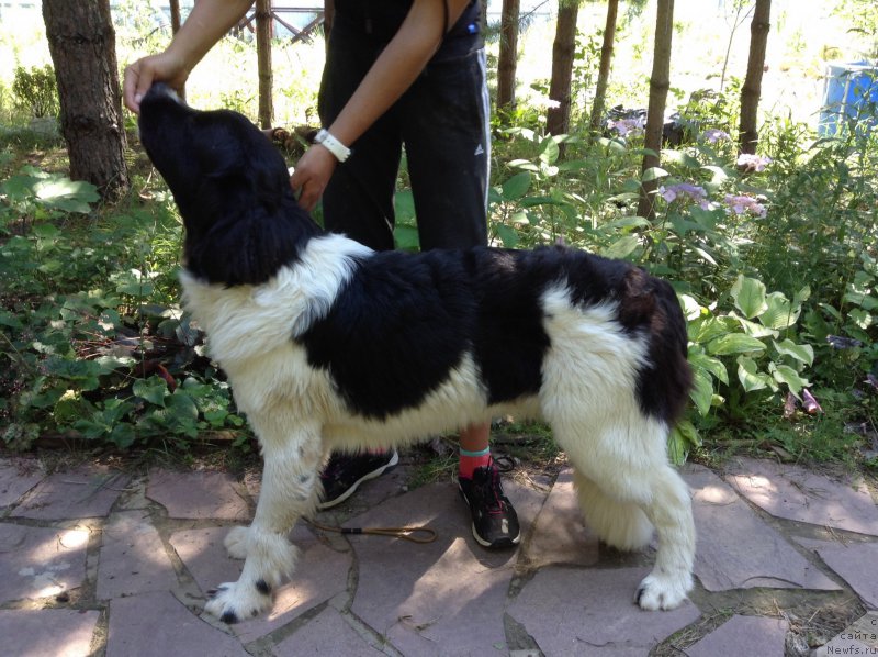 Фото: ньюфаундленд Блестящая Онега от Карельских Медведей